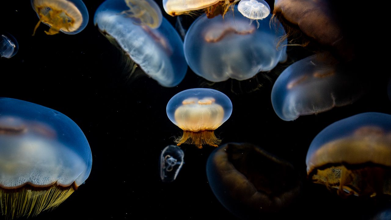 Обои медузы, подводный, щупальца, черный фон