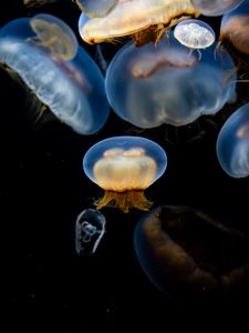 Превью обои медузы, подводный, щупальца, черный фон