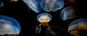 Превью обои медузы, подводный, щупальца, черный фон
