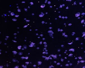 Превью обои медузы, подводный, синий, темный