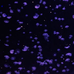 Превью обои медузы, подводный, синий, темный