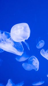 Превью обои медузы, прозрачный, море, синий