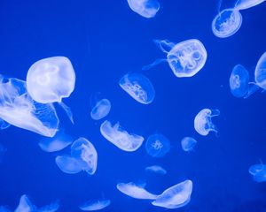 Превью обои медузы, прозрачный, море, синий