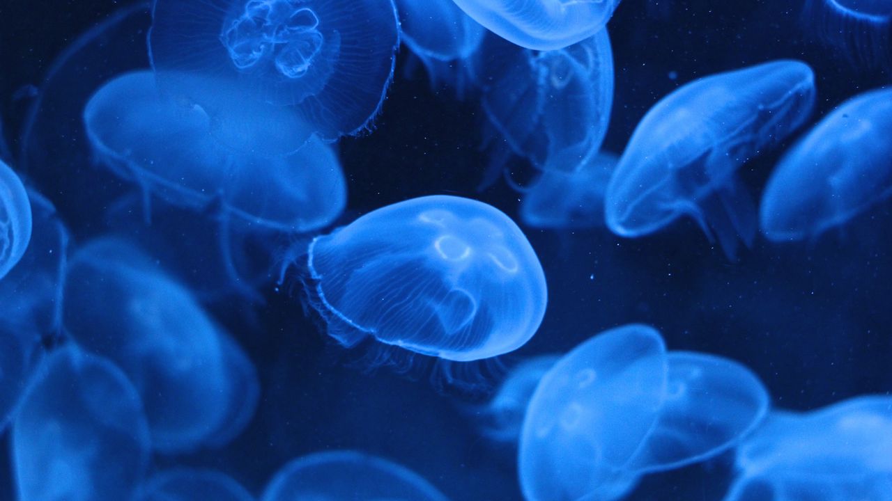 Обои медузы, прозрачный, подводный, синий