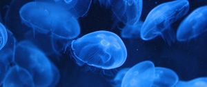 Превью обои медузы, прозрачный, подводный, синий
