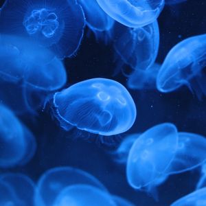 Превью обои медузы, прозрачный, подводный, синий