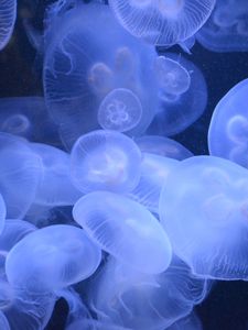 Превью обои медузы, прозрачный, подводный мир, синий