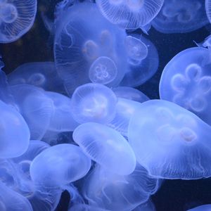 Превью обои медузы, прозрачный, подводный мир, синий