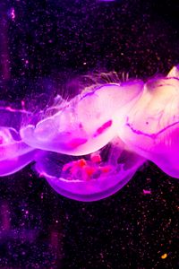 Превью обои медузы, прозрачный, подводный мир, фиолетовый
