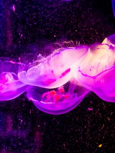 Превью обои медузы, прозрачный, подводный мир, фиолетовый