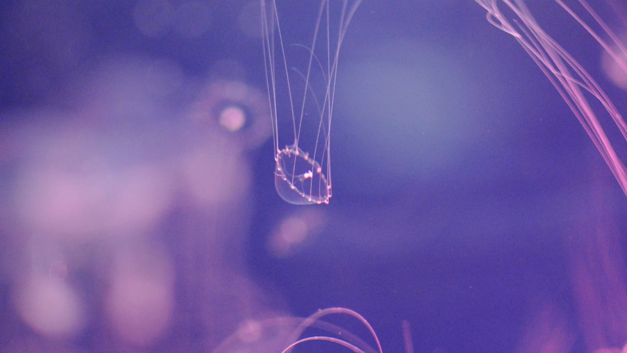 Обои медузы, прозрачный, щупальца, подводный мир