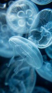 Превью обои медузы, прозрачный, синий, вода, глубина