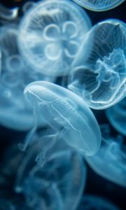 Превью обои медузы, прозрачный, синий, вода, глубина