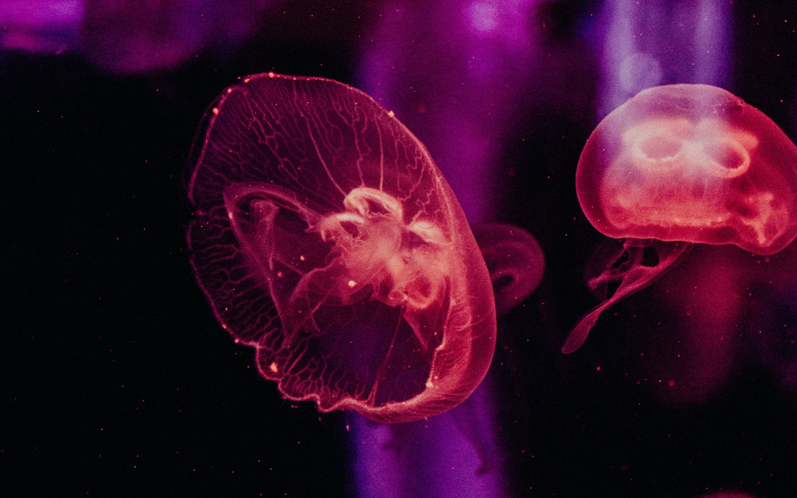 Медуза Сердцевидка