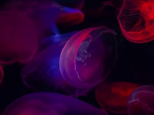 Превью обои медузы, прозрачный, темный, море, подводный мир