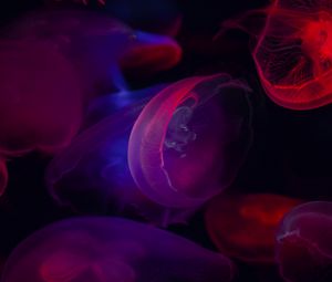 Превью обои медузы, прозрачный, темный, море, подводный мир