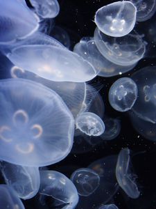 Превью обои медузы, прозрачный, вода, аквариум