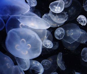 Превью обои медузы, прозрачный, вода, аквариум
