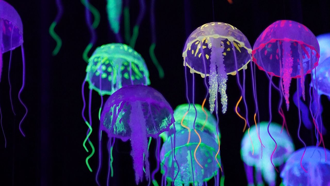 Обои медузы, разноцветный, свечение, люминесценция