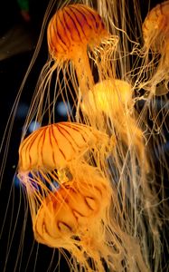 Превью обои медузы, щупальца, подводный, размытие