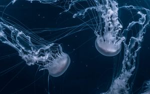 Превью обои медузы, щупальца, подводный, темный, синий