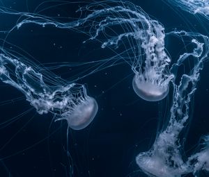 Превью обои медузы, щупальца, подводный, темный, синий