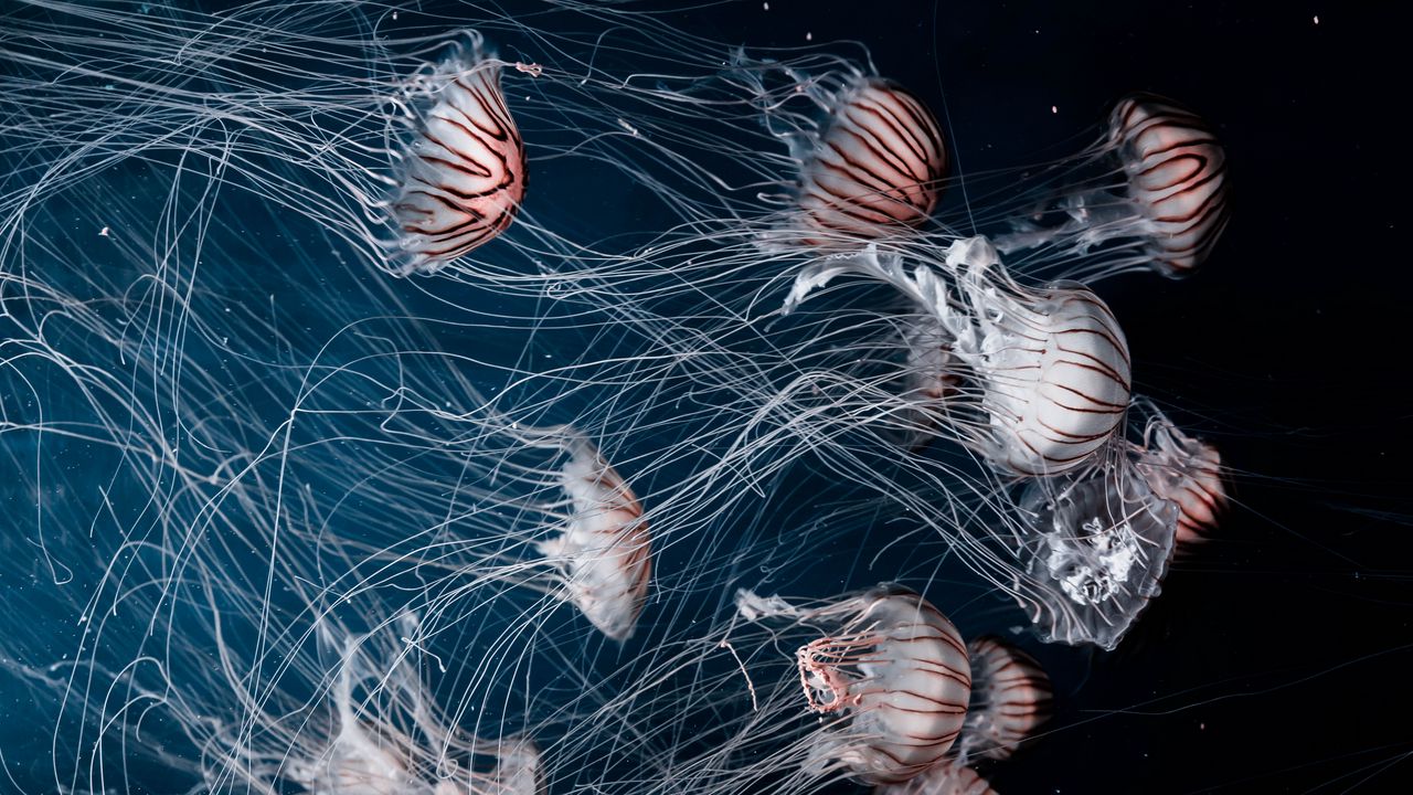 Обои медузы, щупальца, подводный, темнота