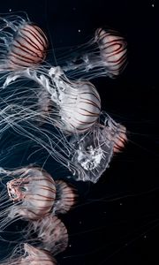 Превью обои медузы, щупальца, подводный, темнота