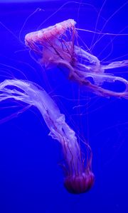 Превью обои медузы, щупальца, подводный, синий фон