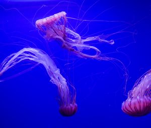 Превью обои медузы, щупальца, подводный, синий фон