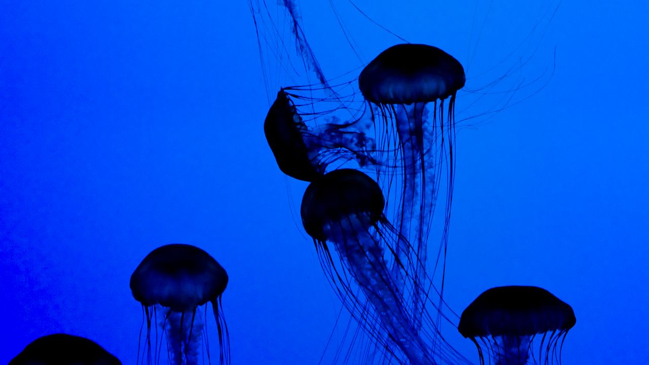 Обои медузы, щупальца, подводный мир, темный, синий