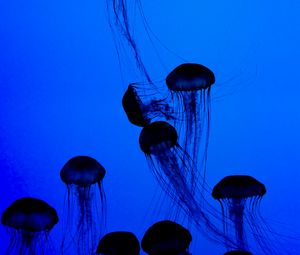 Превью обои медузы, щупальца, подводный мир, темный, синий
