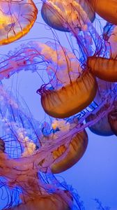 Превью обои медузы, щупальца, подводный мир, вода, глубина
