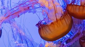 Превью обои медузы, щупальца, подводный мир, вода, глубина