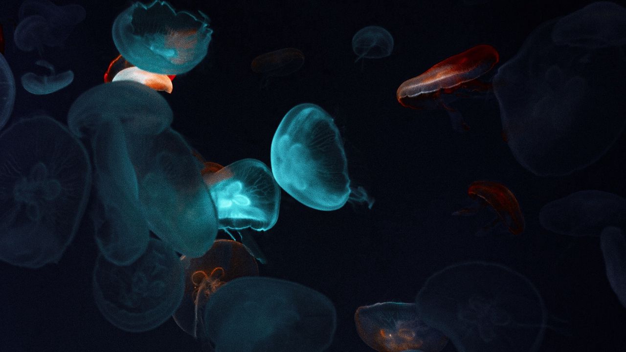 Обои медузы, щупальца, подводный мир, черный