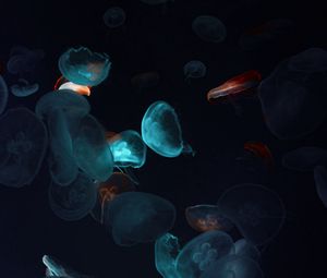 Превью обои медузы, щупальца, подводный мир, черный