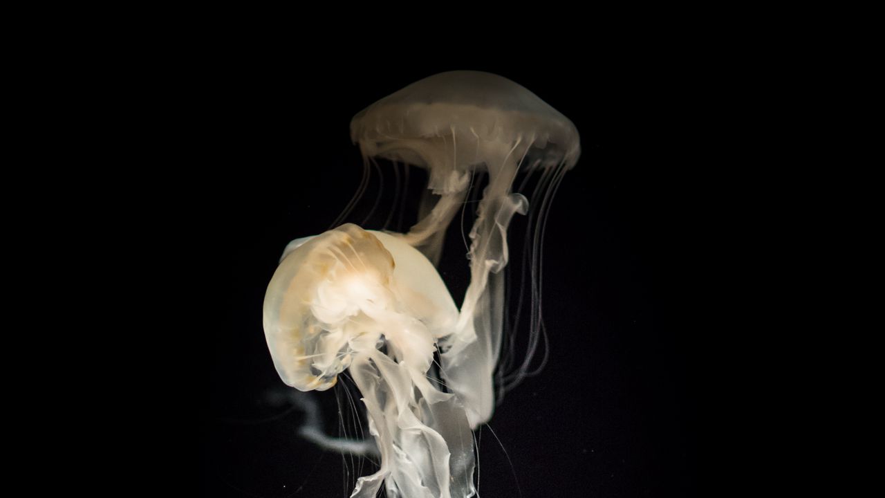 Обои медузы, щупальца, прозрачный, темный