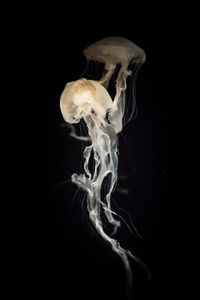 Превью обои медузы, щупальца, прозрачный, темный