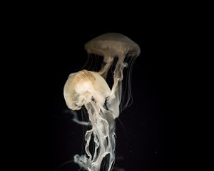 Превью обои медузы, щупальца, прозрачный, темный