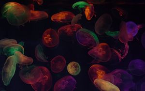 Превью обои медузы, щупальца, разноцветный, темный