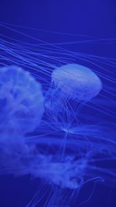 Превью обои медузы, щупальца, синий, существа