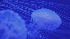Превью обои медузы, щупальца, синий, существа