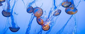 Превью обои медузы, щупальца, синий, подводный