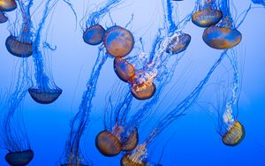 Превью обои медузы, щупальца, синий, подводный