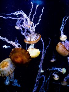 Превью обои медузы, щупальца, существа, море, под водой