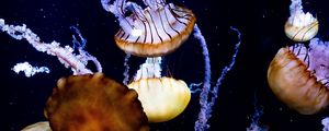 Превью обои медузы, щупальца, существа, море, под водой