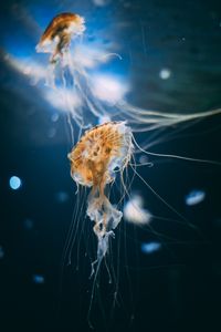 Превью обои медузы, щупальца, существа, подводный мир
