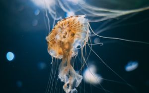 Превью обои медузы, щупальца, существа, подводный мир