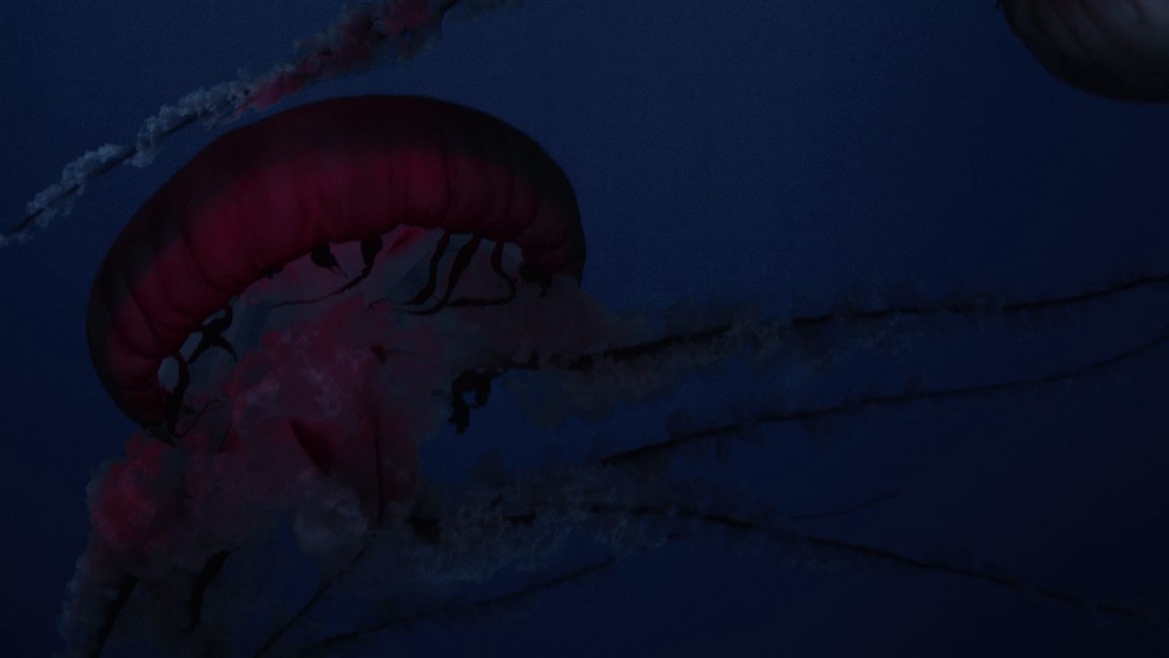 Обои медузы, щупальца, существа, красный, под водой