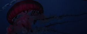Превью обои медузы, щупальца, существа, красный, под водой